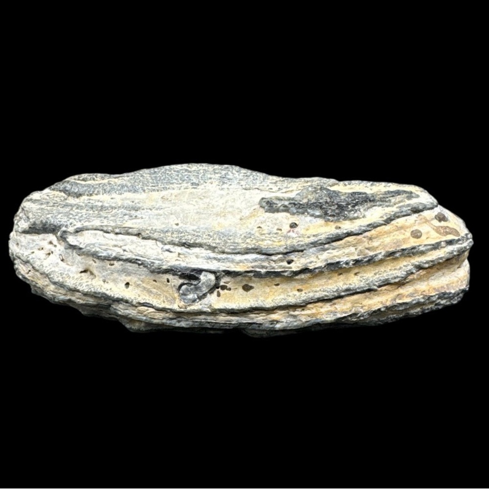 Fossilized Blue Mammoth Molar Tooth Chunk